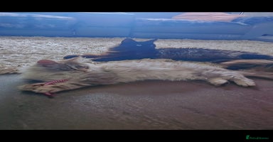 Maine Coon cats MAINE COON KITTENS - Advert 4