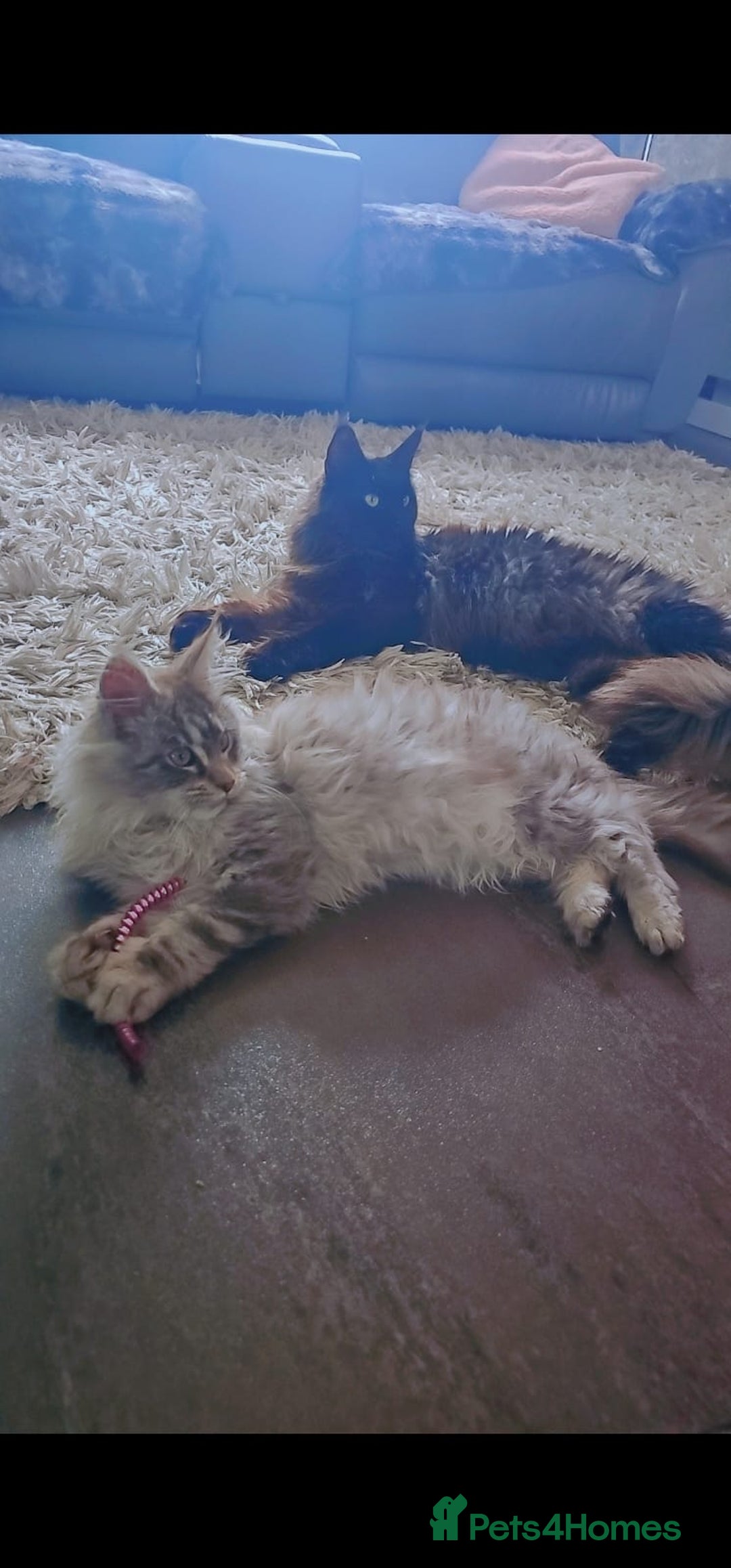 Maine Coon cats for sale: MAINE COON KITTENS - Advert 2