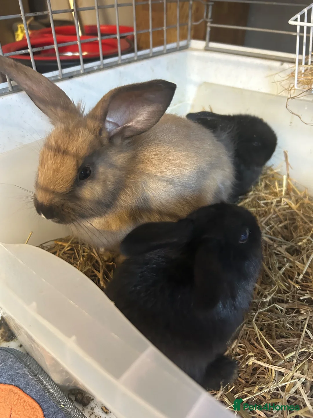 Mixed Breed rabbits for sale: Gorgeous friendly baby rabbits - Advert 1