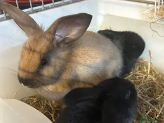 Mixed Breed rabbits Gorgeous friendly baby rabbits - Advert 1
