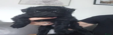 Pomapoo 2