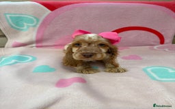 Cocker Spaniel dogs for sale: Cocker spaniel puppy - Image 1