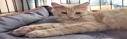 Maine Coon cats for sale: Rare Colour 3/4 Maincoon Ragdoll Mix Kitten - Advert 17