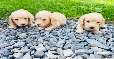 Miniature Dachshund dogs - Advert 1