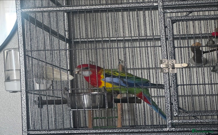 Parakeets birds - Advert 1