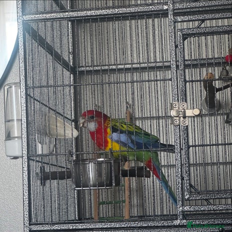 Parakeets birds - Advert 2