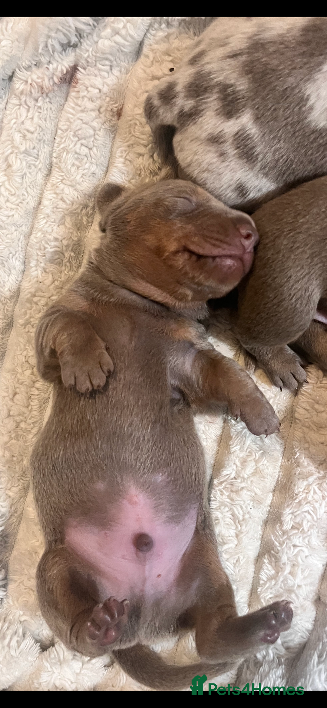 Miniature Dachshund dogs for sale: 🖤🐶Beautiful Miniature Dachshund Puppies🖤🐶!! - Image 29