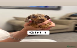 Miniature Dachshund dogs for sale: Stunning baby mini dachshunds  - Image 21