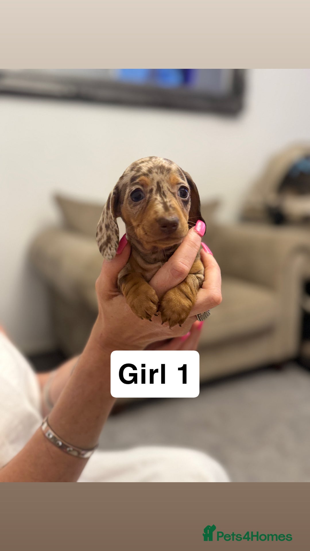 Miniature Dachshund dogs for sale: Stunning baby mini dachshunds  - Image 21