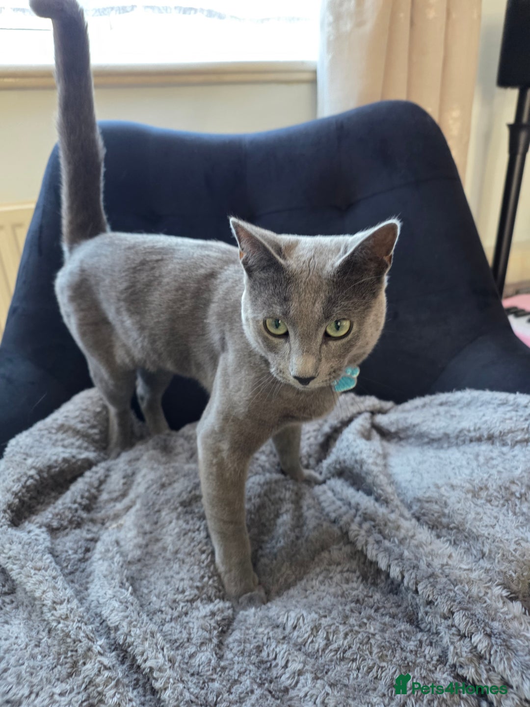 Russian Blue cats for sale: Amazing Russian Blue kitten looking for new home - Image 12