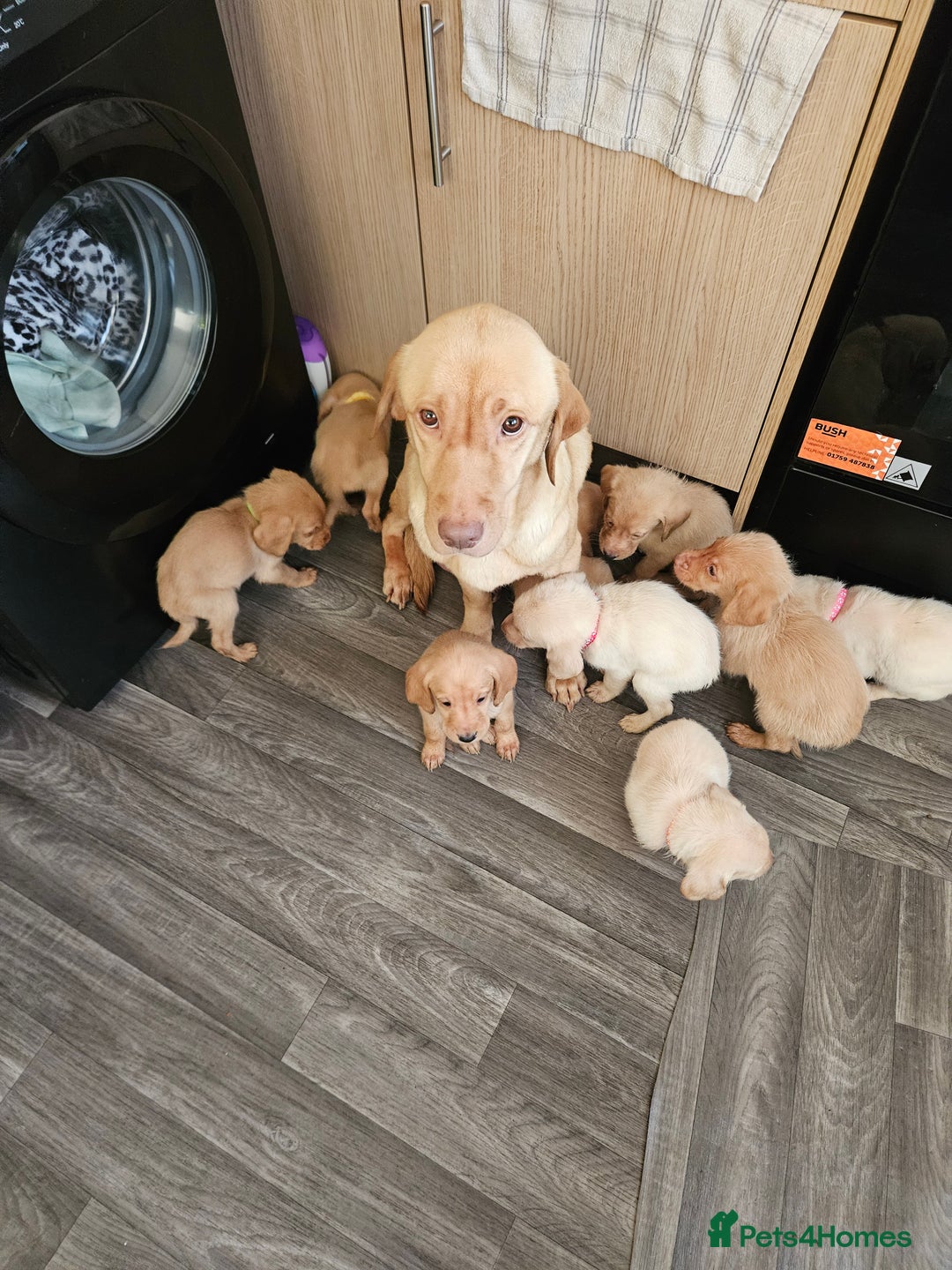 Labradoodle dogs for sale: 9 gorgeous labradoodles, red fox and cream - Advert 23