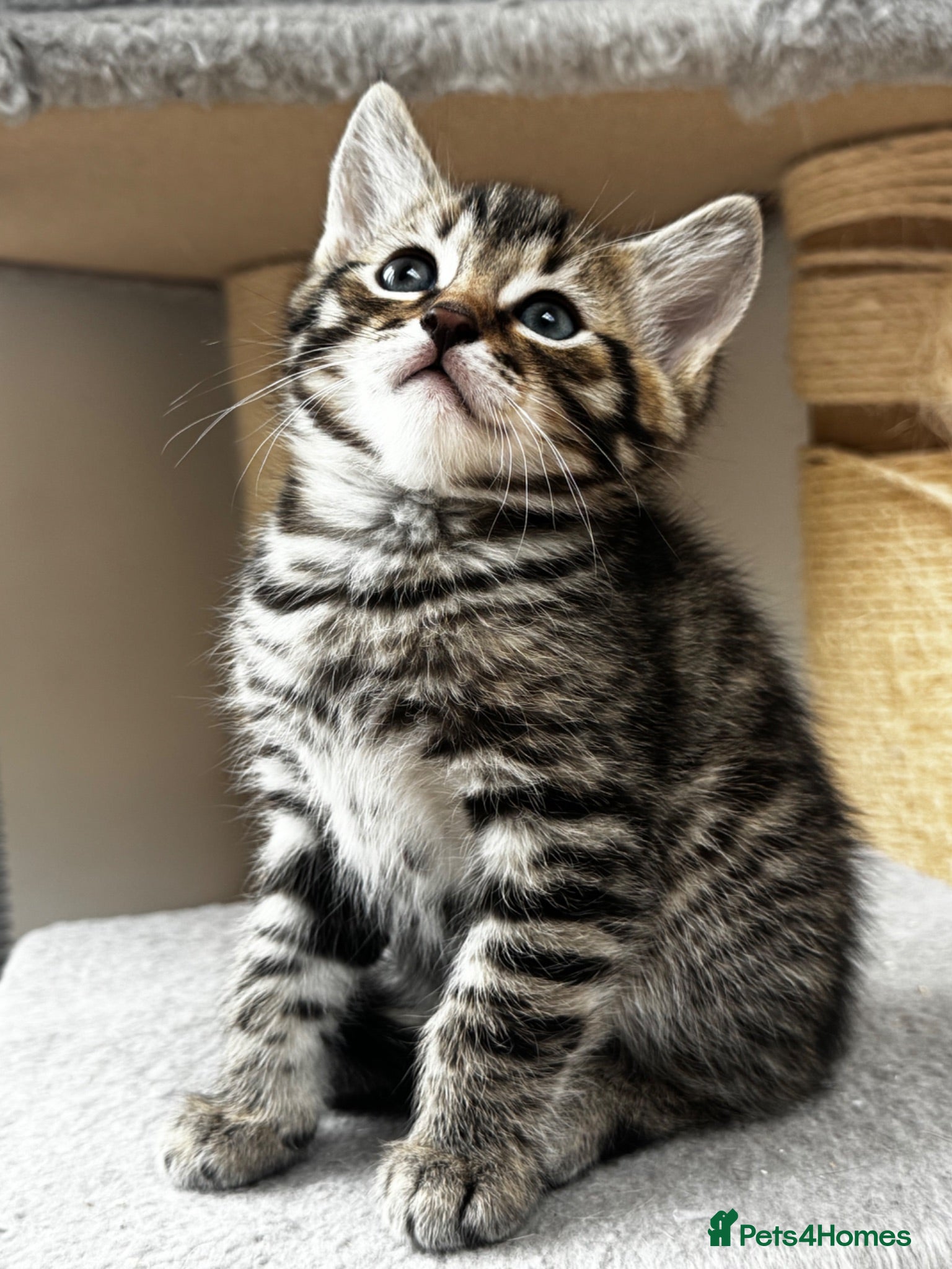 Ragdoll cats 🐾 Exceptional Ragdoll × Bengal Kittens 🐾 - Advert 2