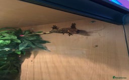 Gecko reptiles for sale: Crested Gecko - Image 2