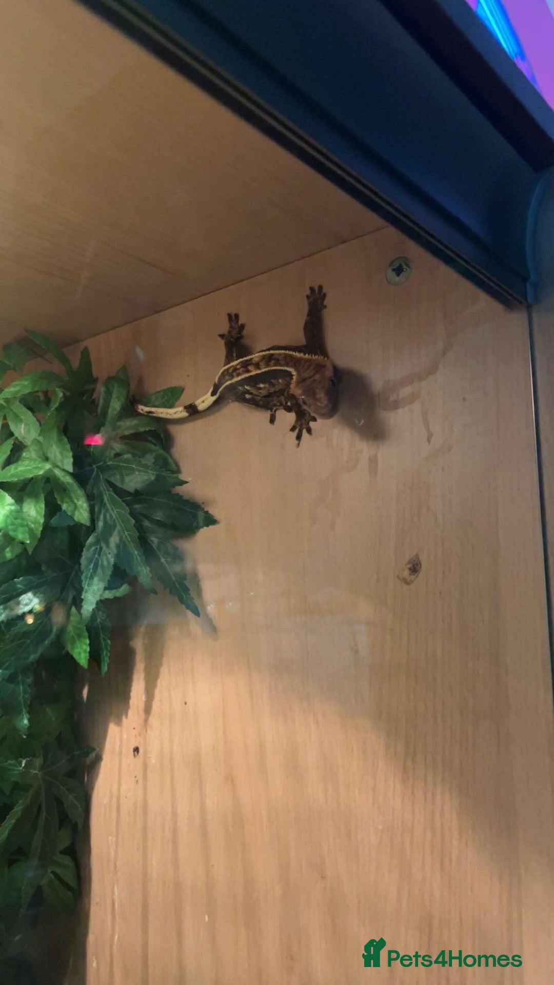 Gecko reptiles for sale: Crested Gecko - Image 2