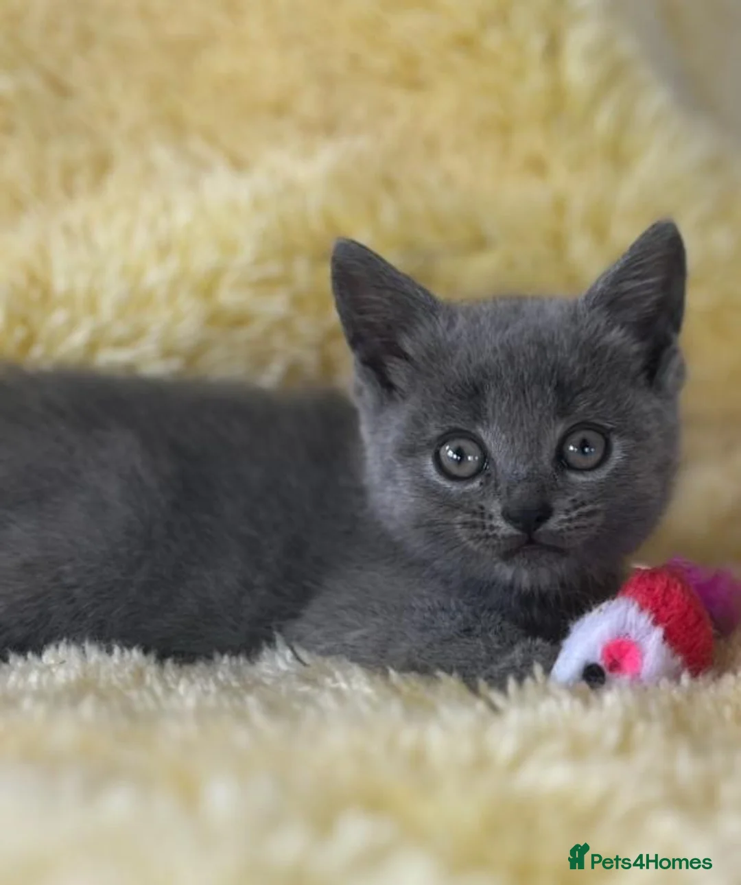 British Shorthair cats for sale: Gorgeous British shorthair kittens… - Advert 2