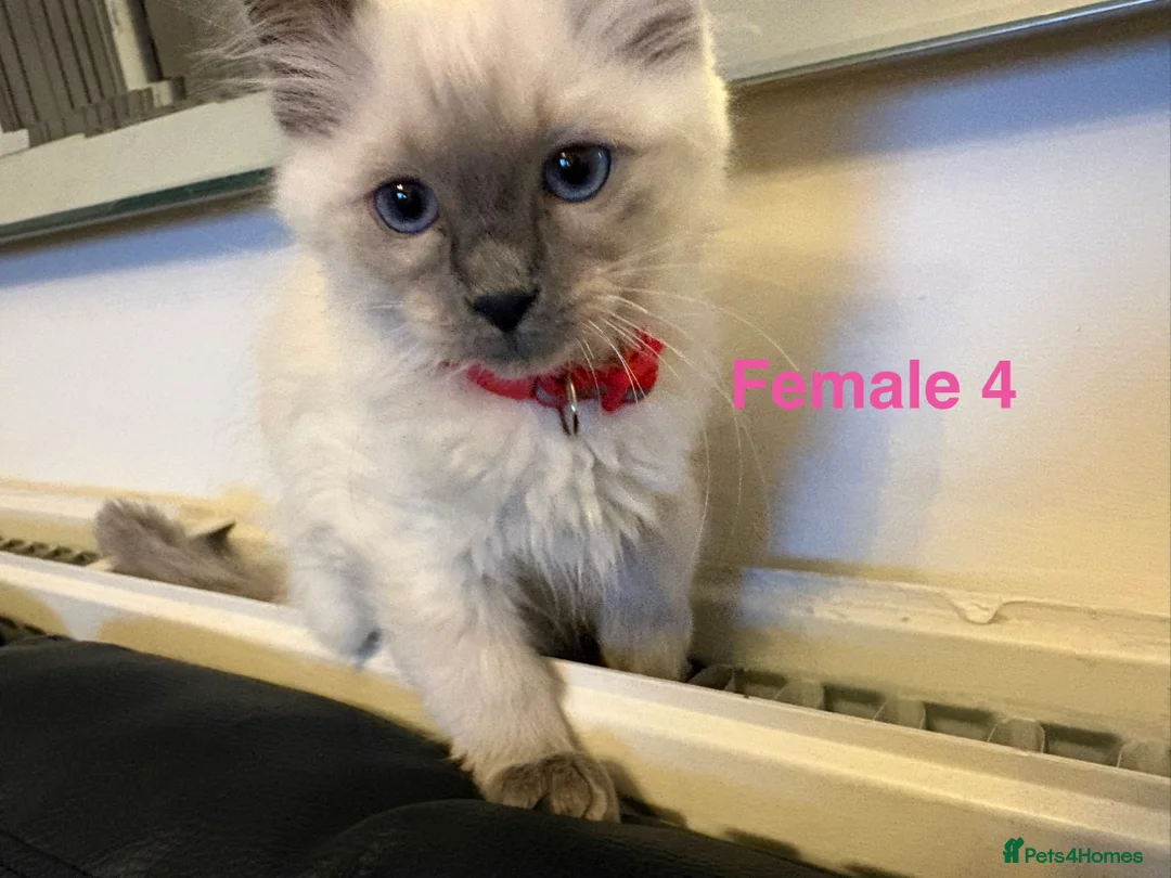 Ragdoll cats for sale: Six Ragdoll Kittens For Sale  - Advert 31