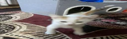 British Shorthair cats for sale: Multiple British Short Hair Kitten For Sale £100 - Advert 4