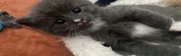 Mixed Breed cats for sale: 3 x fluffy grey and 1 champagne/cream kitten in Yelverton - Advert 4