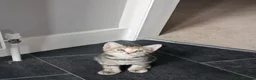 Mixed Breed cats for sale: Puuurfectly Adorable Kittens  - Advert 16