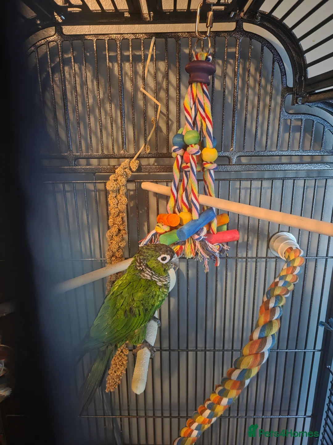 Conures birds for sale: Conure for sale  - Advert 1