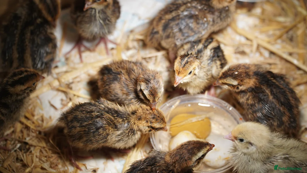Quail poultry for sale: Japanese quails - Advert 2