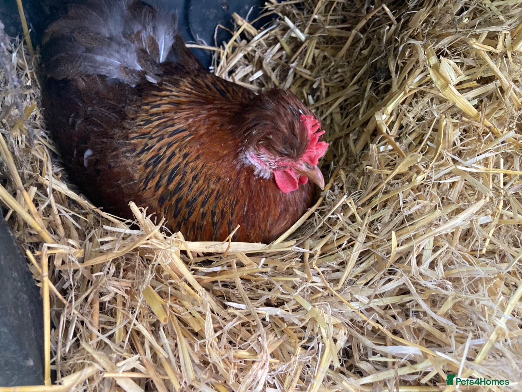 Chickens poultry 4 x Rare Breed Swedish Flower Hens  - Advert 5