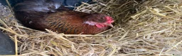 Chickens poultry for sale: 4 x Rare Breed Swedish Flower Hens  - Advert 1
