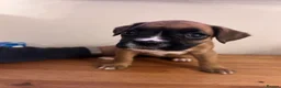 Boxer dogs for sale: READY NOW- Stunning boxer puppies - Advert 20