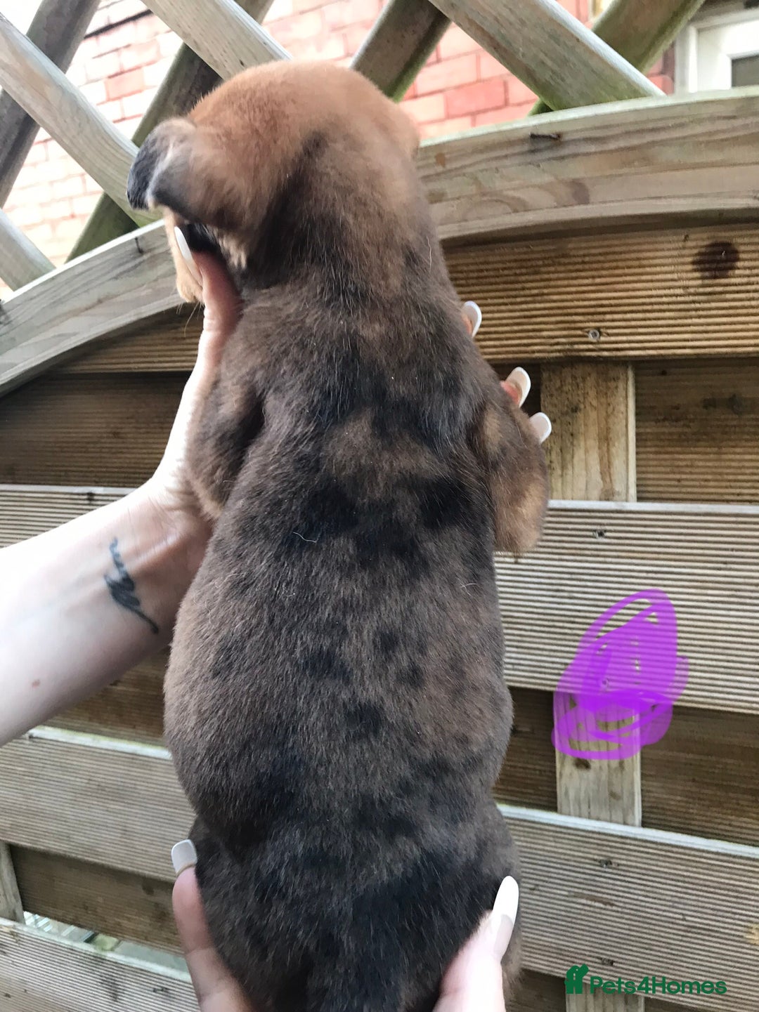 Mixed Breed dogs for sale: Bullweiller pups Merle  - Advert 5