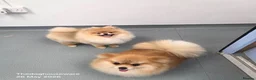 Pomeranian dogs for sale: Fluffy Pure bred small pomeranians in Ware - Advert 2