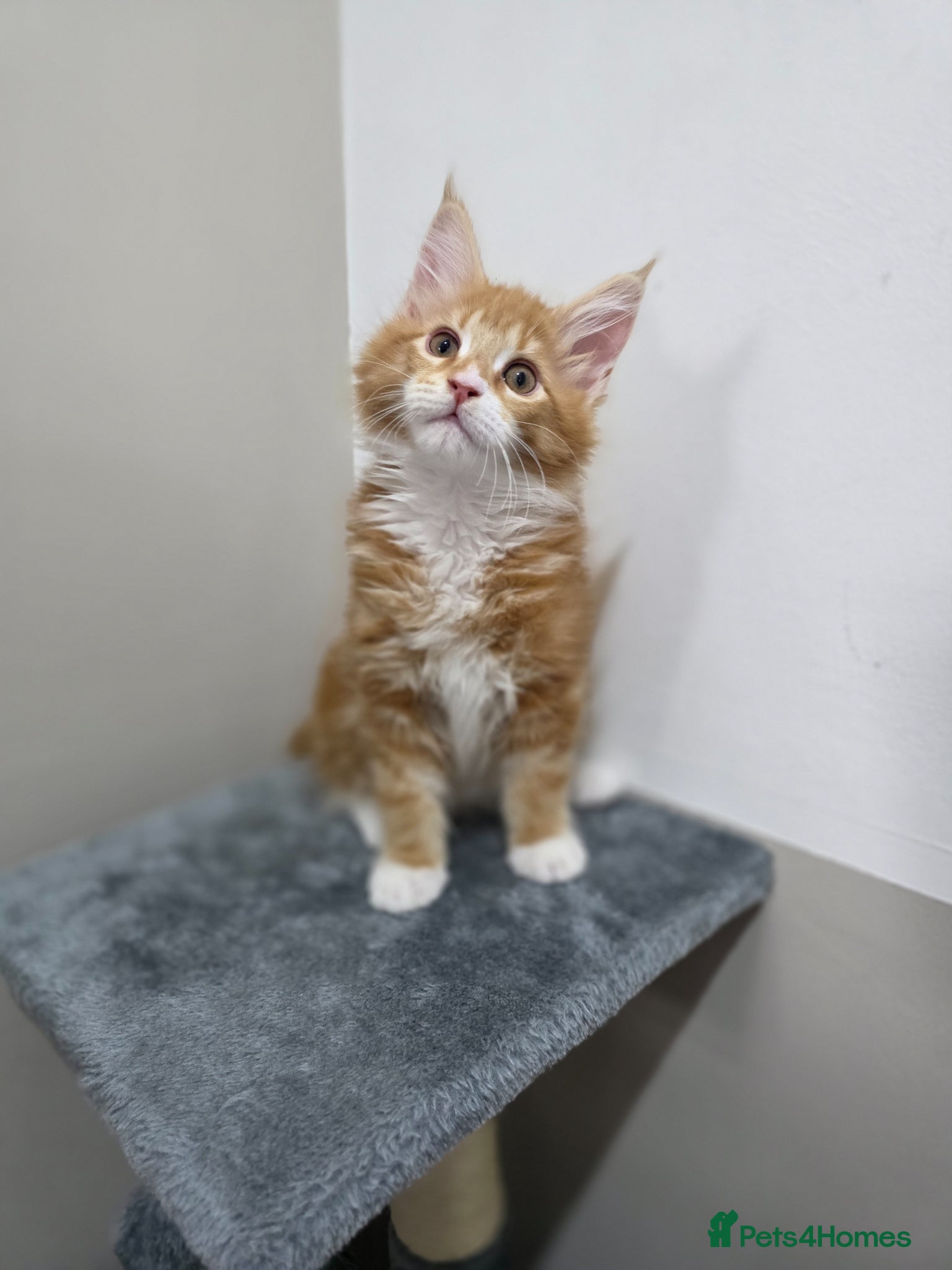 Maine Coon cats  🏅Ready to leave Russian maine coon last 2 boys🏅 - Advert 11