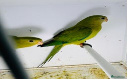 Parakeets birds for sale: Young pair of Barraband parakeet  - Image 6