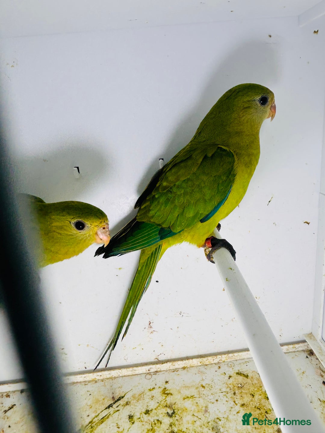 Parakeets birds for sale: Young pair of Barraband parakeet  - Image 6