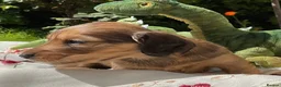 Miniature Dachshund dogs for sale: GORGEOUS KC reg PRA CLEAR MINI DACHSHUND PUPPIES in Swansea - Advert 21