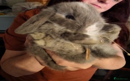 Mini Lop rabbits for sale: Mini lops - Image 5