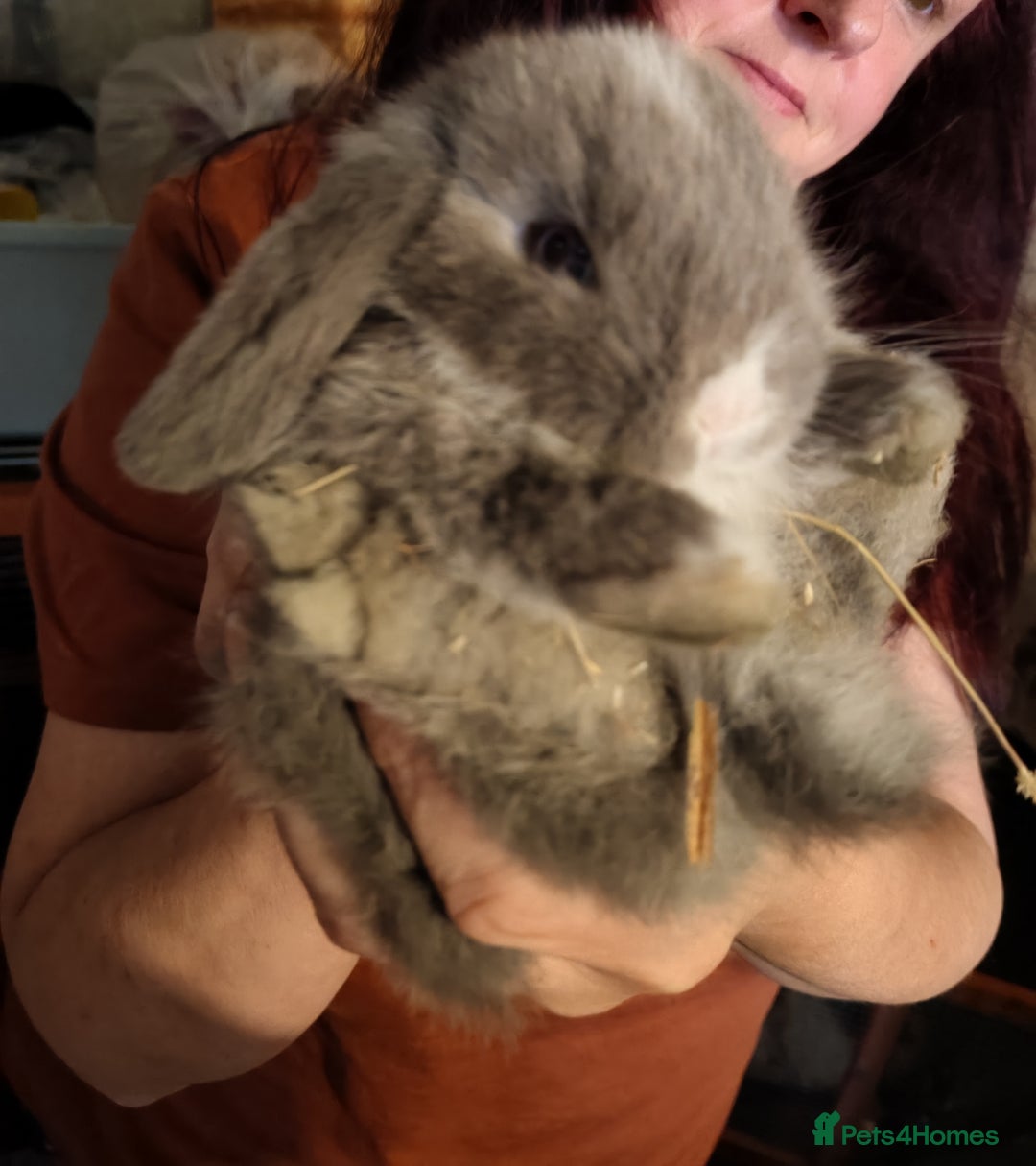 Mini Lop rabbits for sale: Mini lops - Image 5