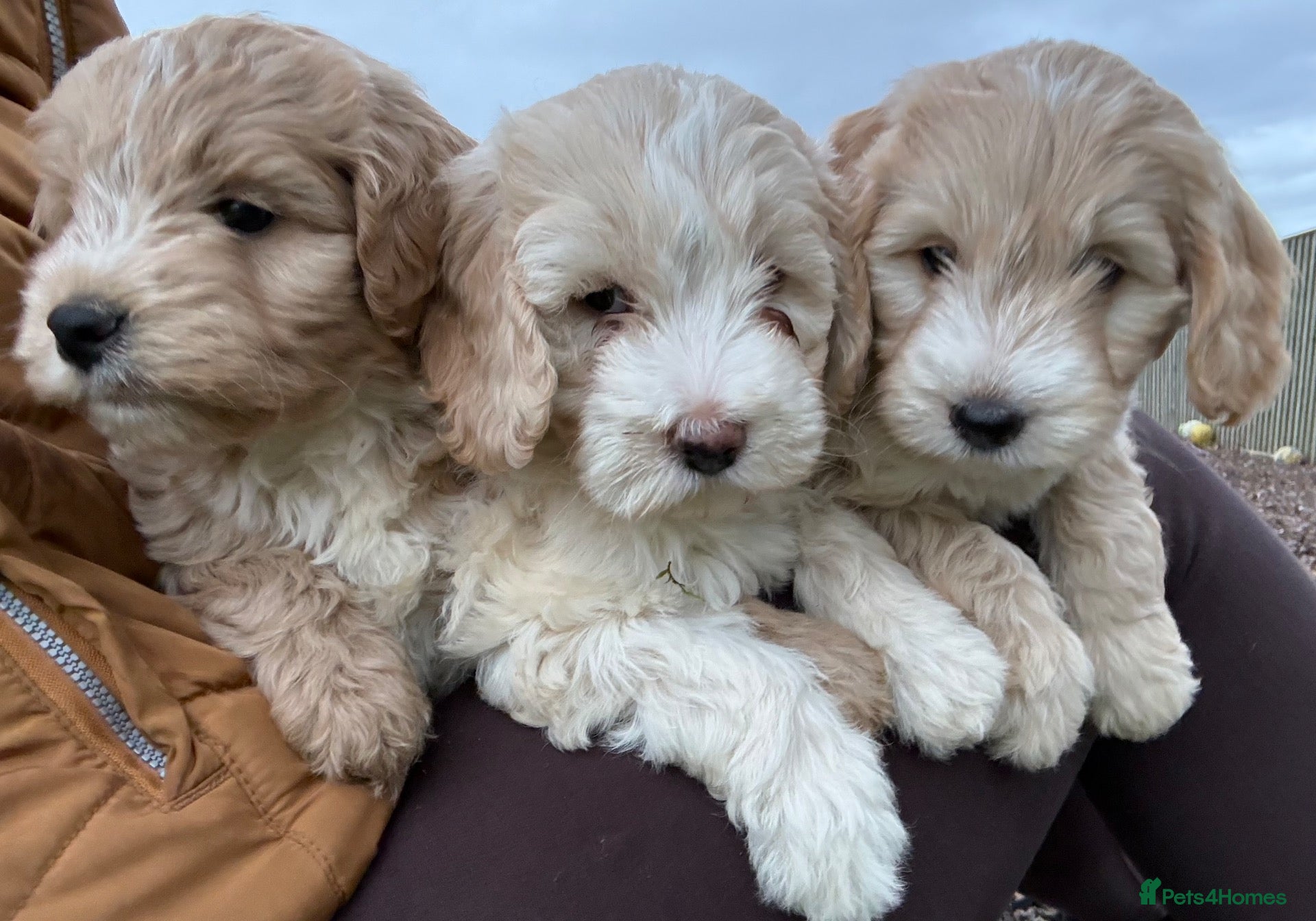 Cockapoo dogs for sale: F1 Cockapoo - Advert 2