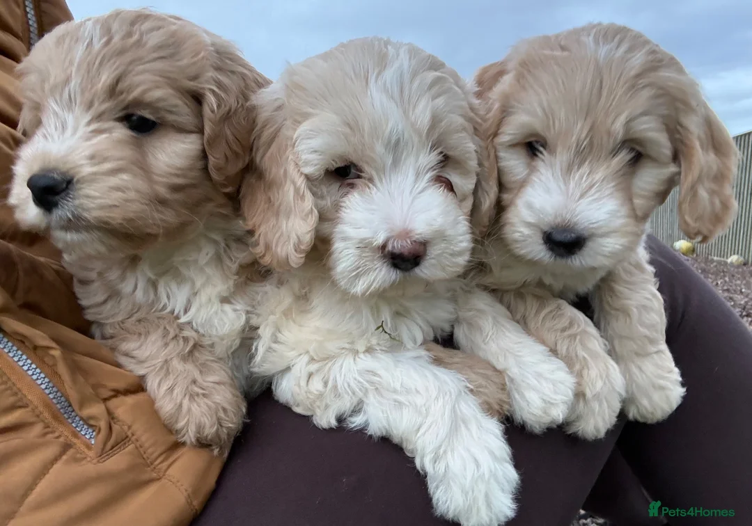 Cockapoo dogs for sale: F1 Cockapoo in Auchterarder - Advert 2