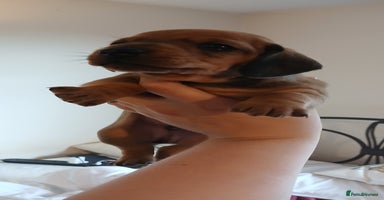 Dachshund dogs - Advert 1