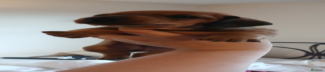 Dachshund Puppy 2