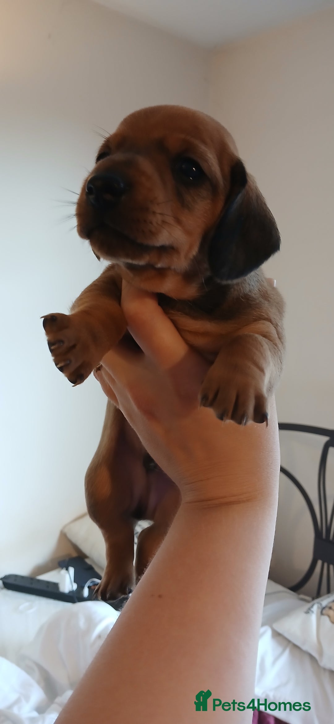 Dachshund dogs for sale: Dachshunds male  - Image 3