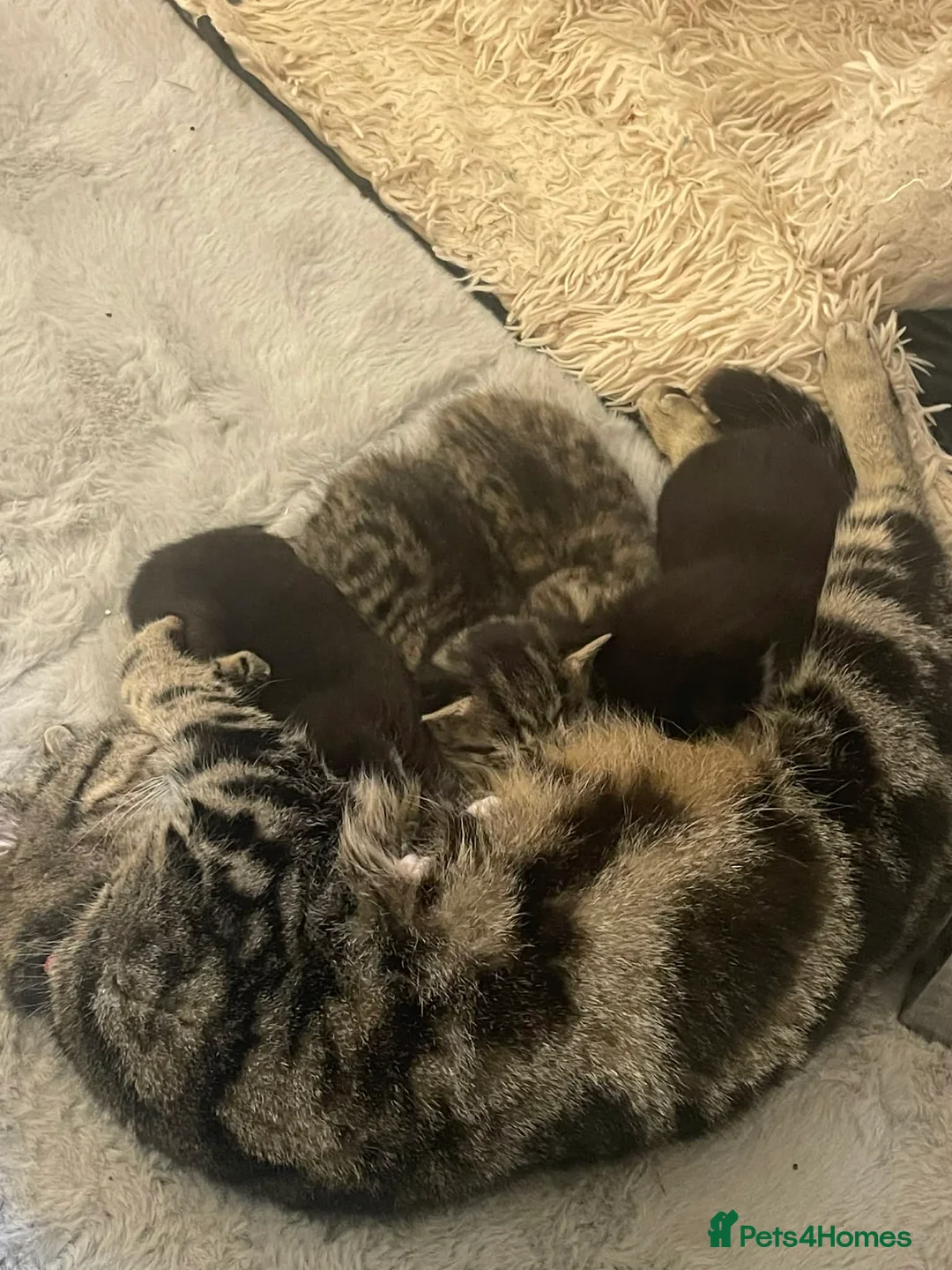 Bengal cats for sale: Part bengal kittens  - Advert 1