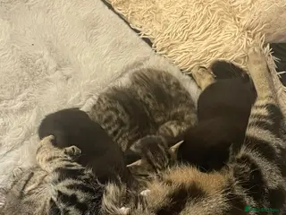 Bengal cats Part bengal kittens - Advert 1