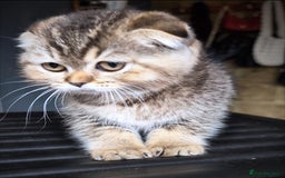 Scottish Fold cats for sale: 💙🩷LAST 2 SCOTTISH KITTENS ✅️TICA reg - Image 21