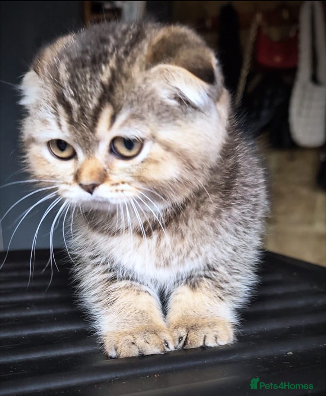Scottish Fold cats for sale: 💙🩷LAST 2 SCOTTISH KITTENS ✅️TICA reg - Image 21