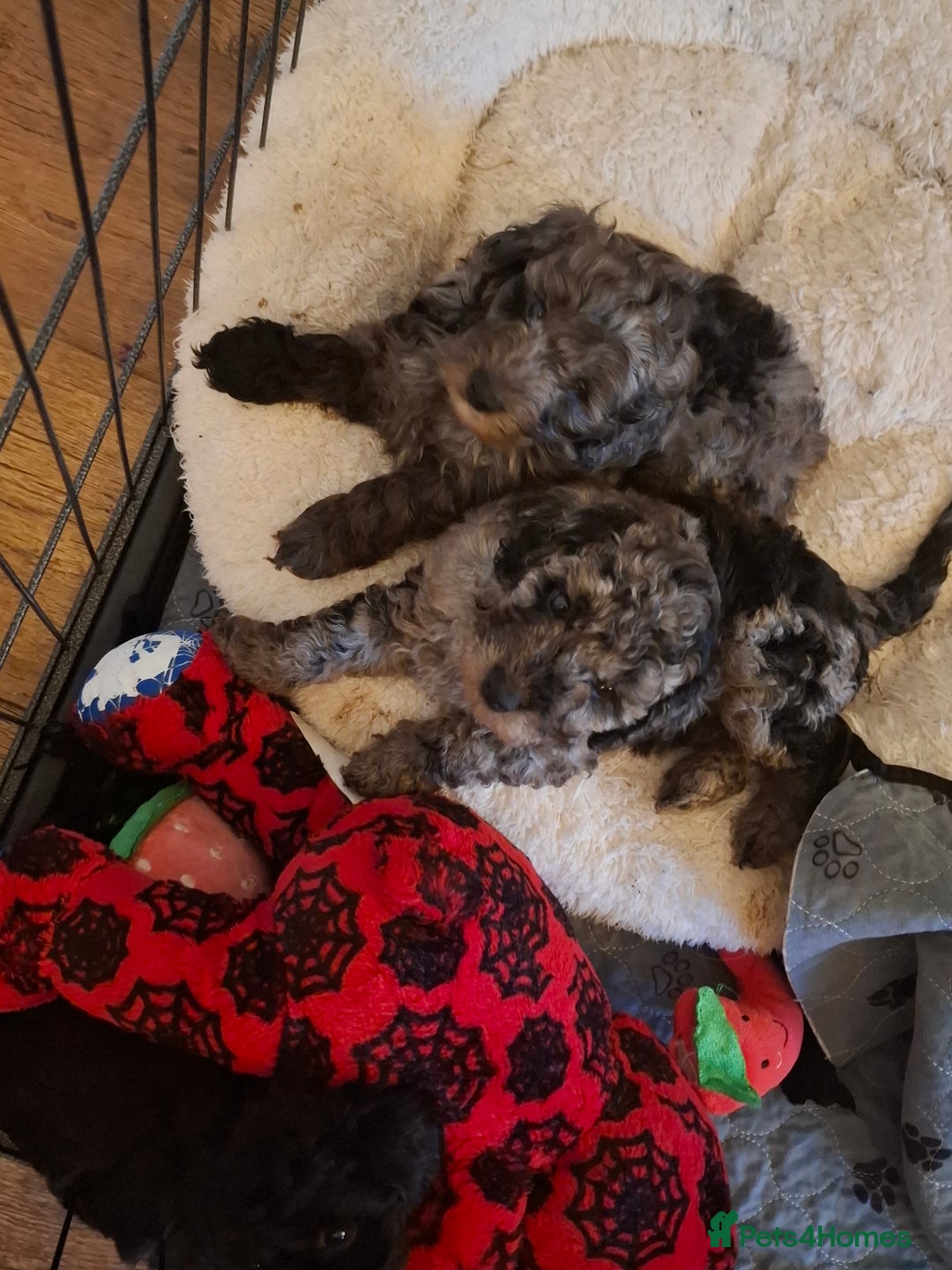 Cockapoo dogs for sale: Gorgeous Cockapoos Health Tested Parents - Image 3