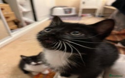 Mixed Breed cats for sale: 5 Gorgeous Happy Babies (Ready to Go) - Image 6