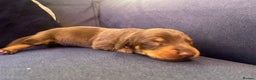 Miniature Dachshund dogs for sale: 4 Mini smooth kc reg dachshund puppies  - Advert 7