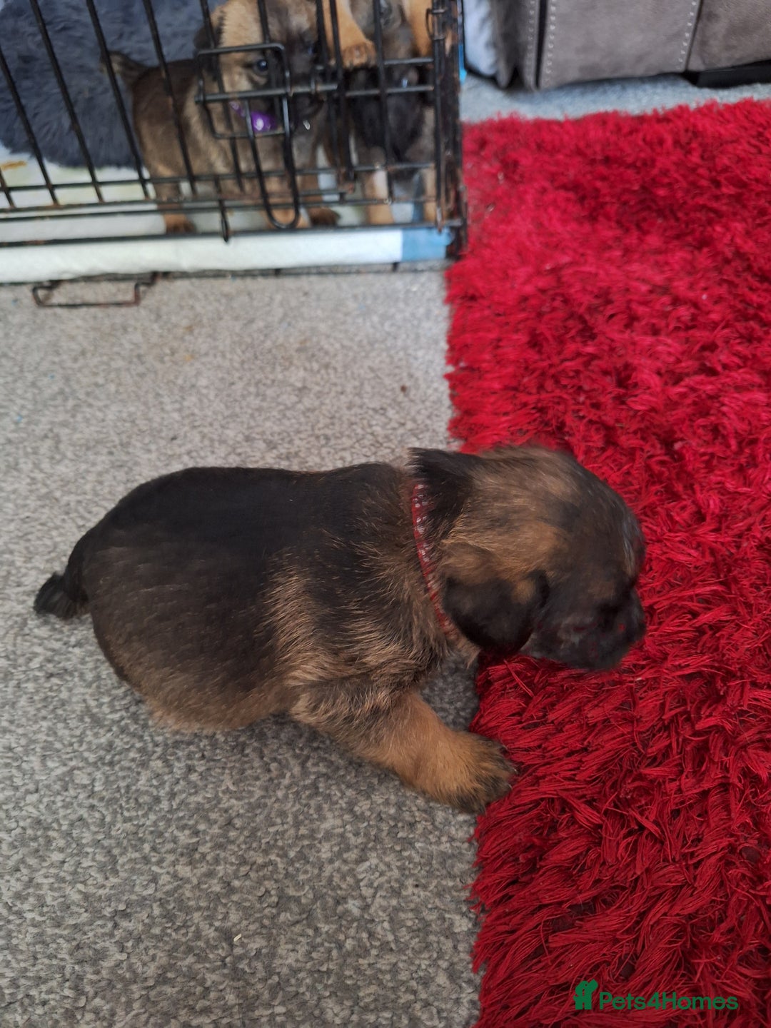 Border Terrier dogs for sale: Border terrier puppies  - Image 4