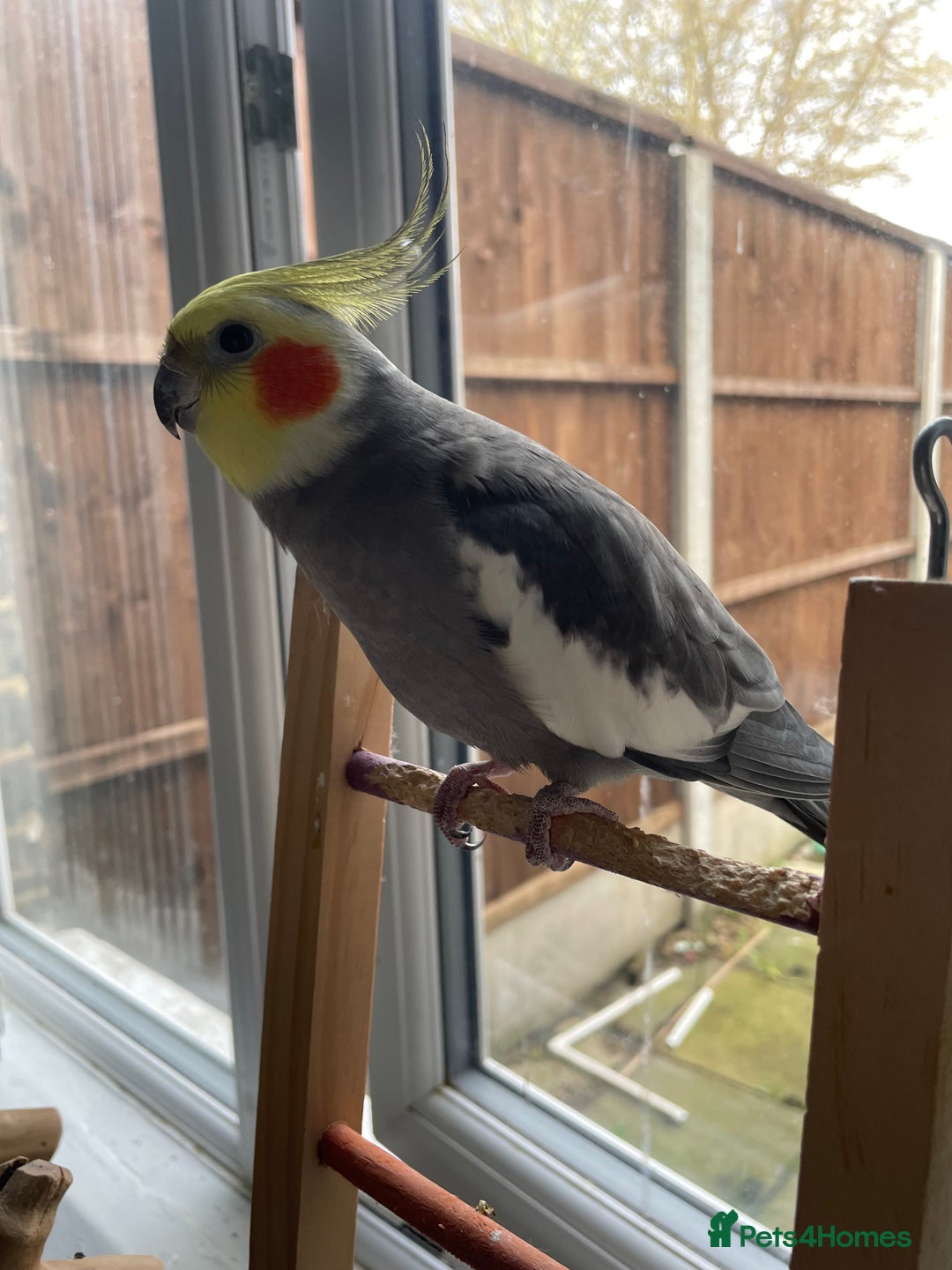 Cockatiels birds for sale: COCKATIELS FOR SALE!! - Advert 2